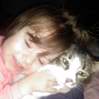 Tekir Kedi, Kedi  Pisi  fotoğrafı