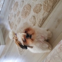 Shih Tzu, Köpek  Çilek fotoğrafı