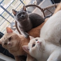 British Shorthair, Kedi  Beyaz ve gri fotoğrafı
