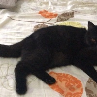 British Shorthair, Kedi  arap fotoğrafı