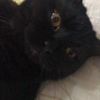 British Shorthair, Kedi  arap fotoğrafı