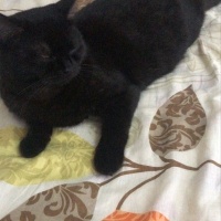 British Shorthair, Kedi  arap fotoğrafı