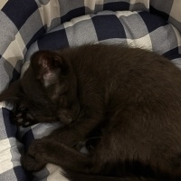 Tekir Kedi, Kedi  Luna fotoğrafı
