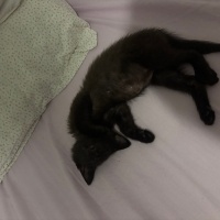Tekir Kedi, Kedi  Luna fotoğrafı
