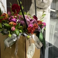 British Shorthair, Kedi  Mars fotoğrafı