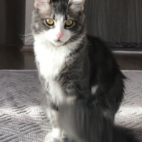 Tekir Kedi, Kedi  Shila fotoğrafı