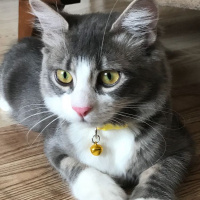 Tekir Kedi, Kedi  Shila fotoğrafı
