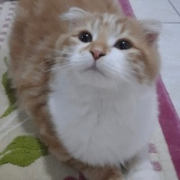 Scottish Fold, Kedi  Pofidik fotoğrafı
