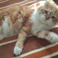 Scottish Fold, Kedi  Pofidik fotoğrafı