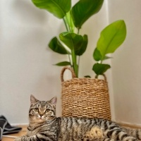 British Shorthair, Kedi  Şirin fotoğrafı