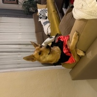 Amerikan Tilki Tazısı, Köpek  Maggie fotoğrafı