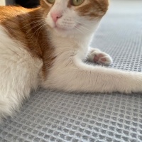 Sarman, Kedi  Karamel fotoğrafı