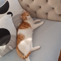 Sarman, Kedi  Karamel fotoğrafı