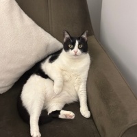 Tuxedo (Smokin) Kedi, Kedi  Shiri fotoğrafı