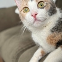 Tekir Kedi, Kedi  Melahat Lila fotoğrafı