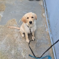 Golden Retriever, Köpek  Elsa fotoğrafı