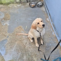 Golden Retriever, Köpek  Elsa fotoğrafı