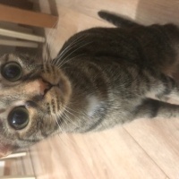 Tekir Kedi, Kedi  punki fotoğrafı