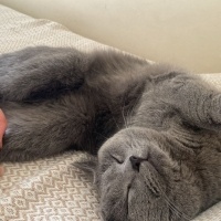British Shorthair, Kedi  Gofret fotoğrafı