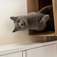 British Shorthair, Kedi  Gofret fotoğrafı