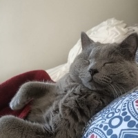 British Shorthair, Kedi  Gofret fotoğrafı