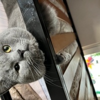 British Shorthair, Kedi  Gofret fotoğrafı