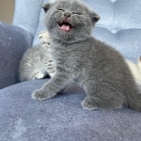 Scottish Fold, Kedi  Lokum fotoğrafı