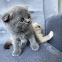 Scottish Fold, Kedi  Lokum fotoğrafı