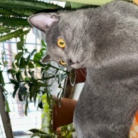 British Longhair, Kedi  Paşa fotoğrafı