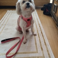 Maltese, Köpek  ŞEKER fotoğrafı
