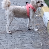 Maltese, Köpek  ŞEKER fotoğrafı