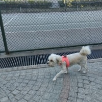 Maltese, Köpek  ŞEKER fotoğrafı