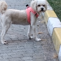 Maltese, Köpek  ŞEKER fotoğrafı