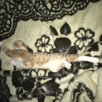 Ankara Kedisi, Kedi  Pablo fotoğrafı