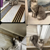 Scottish Fold, Kedi  Işıl fotoğrafı