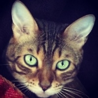 Bengal, Kedi  Paşa fotoğrafı