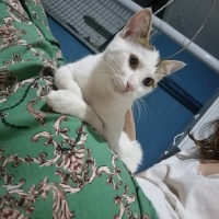 Tekir Kedi, Kedi  Mumy fotoğrafı