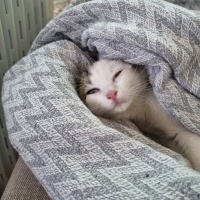 Tekir Kedi, Kedi  Mumy fotoğrafı