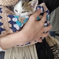 Tekir Kedi, Kedi  Mumy fotoğrafı