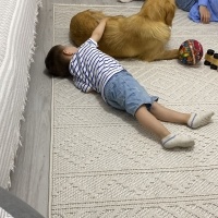 Golden Retriever, Köpek  MAYA fotoğrafı