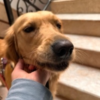 Golden Retriever, Köpek  MAYA fotoğrafı