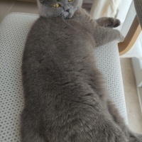 British Shorthair, Kedi  Mily fotoğrafı