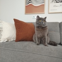 British Shorthair, Kedi  Mily fotoğrafı