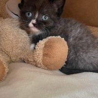 British Shorthair, Kedi  Misha fotoğrafı