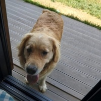 Golden Retriever, Köpek  Pera fotoğrafı