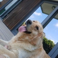 Golden Retriever, Köpek  Pera fotoğrafı