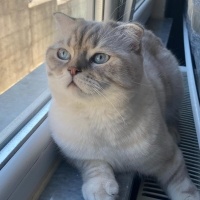 Scottish Fold, Kedi  Şeref Bey fotoğrafı