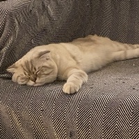 Scottish Fold, Kedi  Şeref Bey fotoğrafı