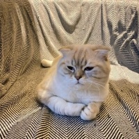 Scottish Fold, Kedi  Şeref Bey fotoğrafı