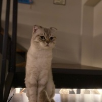 Scottish Fold, Kedi  Şeref Bey fotoğrafı
